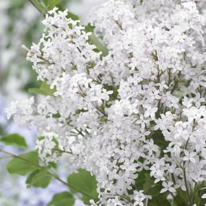 Сирень мейера "Flowerfesta White"
