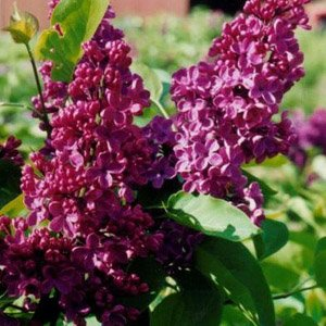 Сирень престона "Red Wine"