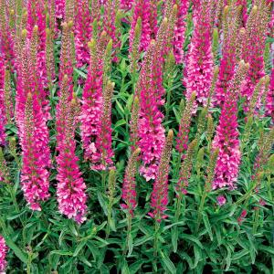 Вероника длиннолистная "Ronica Fuchsia"
