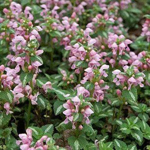 Яснотка крапчатая "Shell Pink"