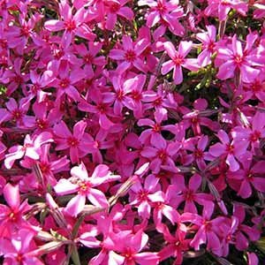 Флокс шиловидный "Drummond Pink"