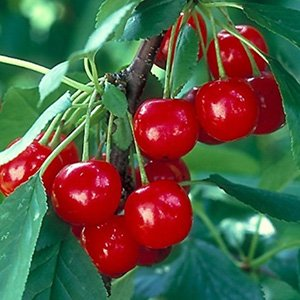 Вишня "Метеор"