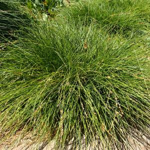 Осока власовидная "Phoenix Green"