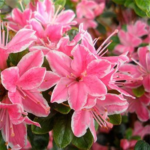 Азалия японская "Kermesina Rose"