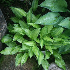 Хоста "Kisuji"