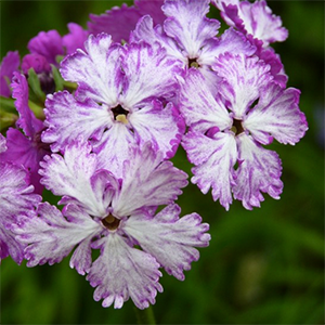Примула Зибольда "Apple Blossom"