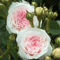 Шиповник (роза) сортовой "Felicite Parmentier"