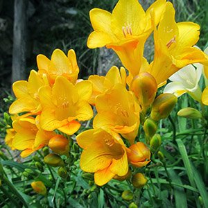 Фрезия "Double Yellow"