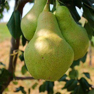 Груша "Видная" (Бугристая)
