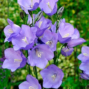 Колокольчик персиколистный "Takion Blue"