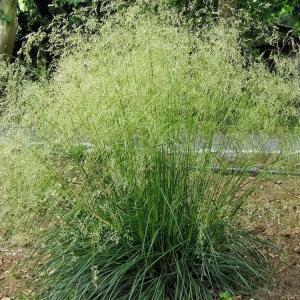 Щучка (луговик) дернистая "Tardiflora"
