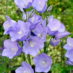 Колокольчик персиколистный "Caerulea"