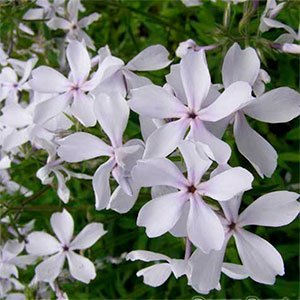 Флокс растопыренный "May Breeze"