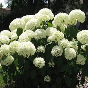 Гортензия древовидная "White Ball"