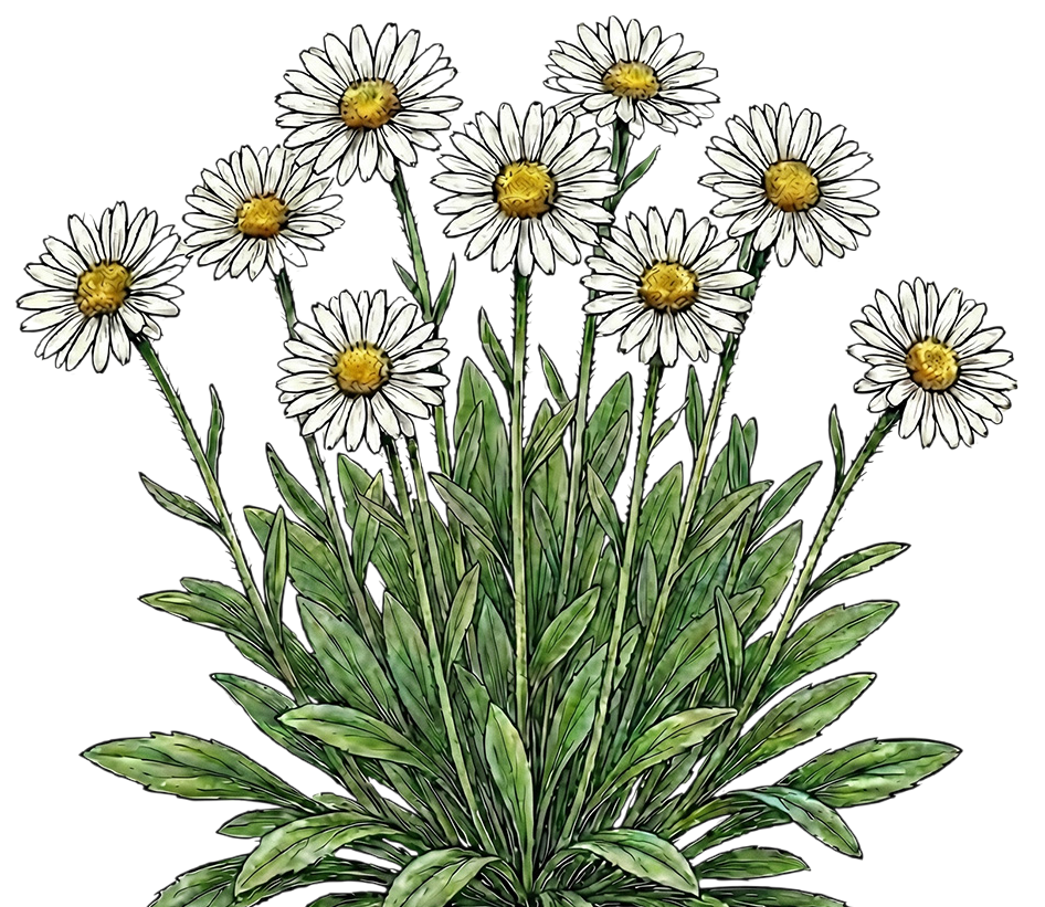 Астра альпийская 
