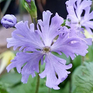 Примула Зибольда "Frilly Blue"