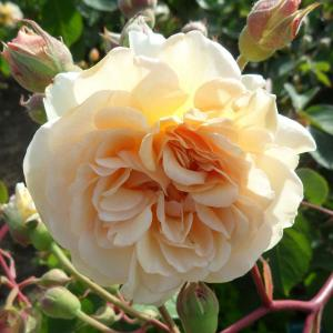 Роза "Desprez a fleurs Jaune"