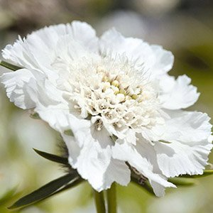 Скабиоза гибридная "White Flower"