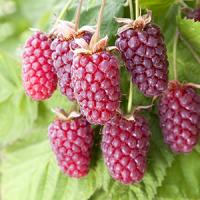 Ежемалина "Loganberry"