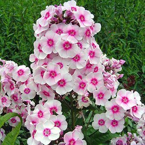 Флокс метельчатый "Summer Bouquet"