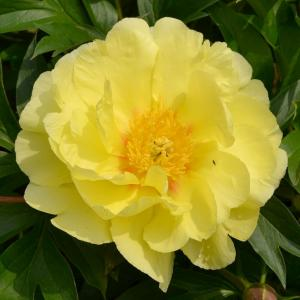Пион ИТО "Smith Family Yellow"