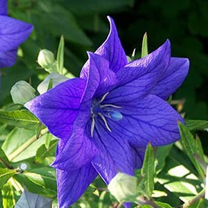 Платикодон (Ширококолокольчик) крупноцветковый "Codo Double Blue"