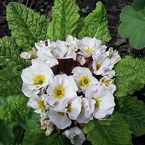 Примула пушистая