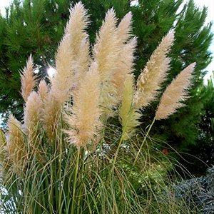 Кортадерия селло "White Plume"
