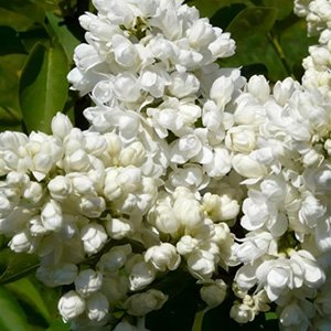 Сирень "Souvenir d Alice Harding"