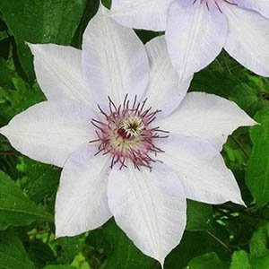 Клематис "Fuyu-No-Tabi"