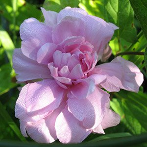 Калистегия плющелистная "Flore Pleno"