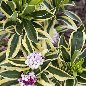 Дафна кавказская "Variegata"