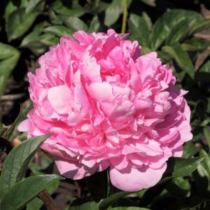 Пион молочноцветковый "Princess Margaret"