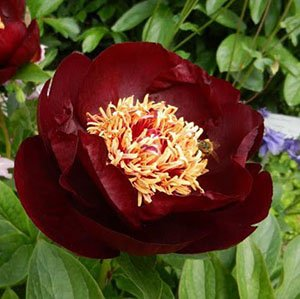 Пион ИТО "Dark Eyes"