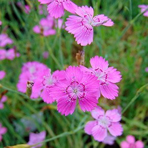 Гвоздика травянка "Rosea"