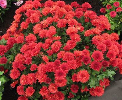 Хризантема мультифлора "Branhill Red"