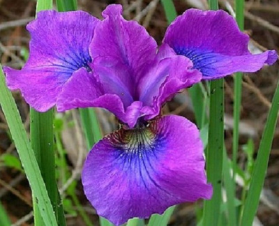 Ирис сибирский "Hubbard"