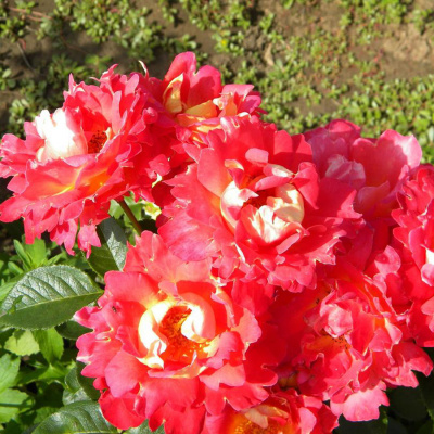 Роза "Harlekin"
