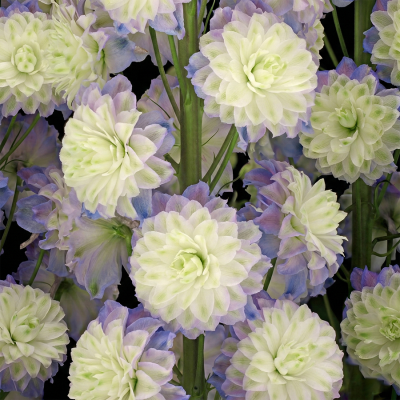 Дельфиниум "Highlander Purple Surprise"