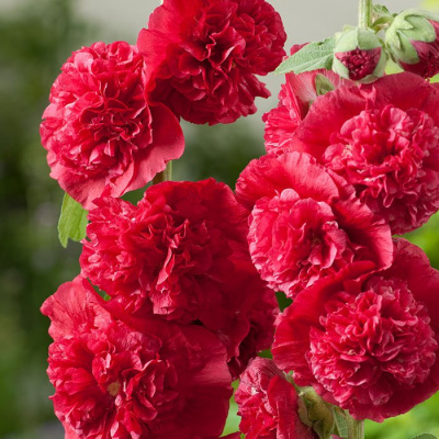 Мальва розовая "Chaters Double Scarlet"