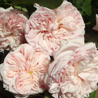 Роза "Claire Rose"