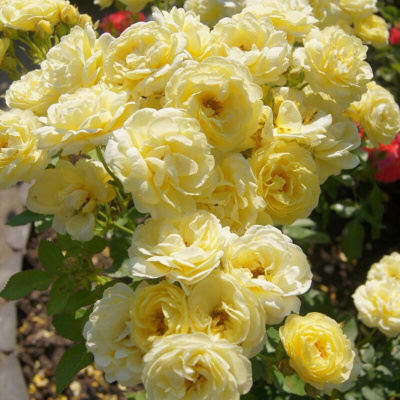Роза "Comtesse de Barry"