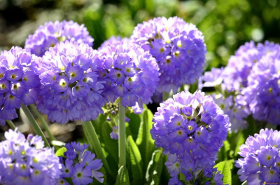 Примула мелкозубчатая "Blue Selection"