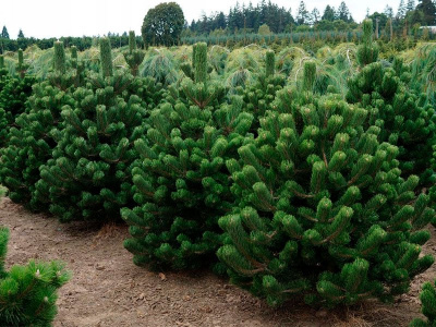Сосна черная "Oregon Green"