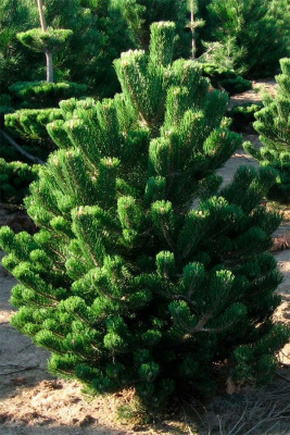 Сосна черная "Oregon Green"