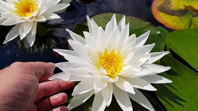 Нимфея "White Sensation"
