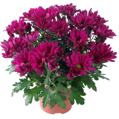 Хризантема индийская "Breeze Cassis"