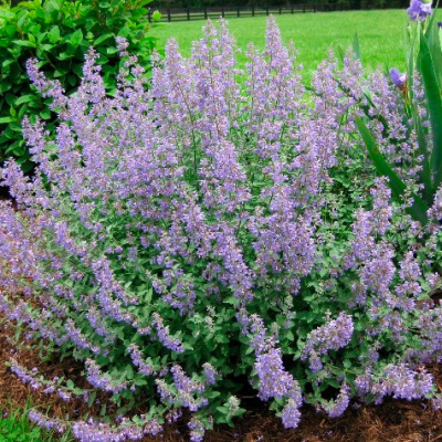 Котовник фассена "Grol"