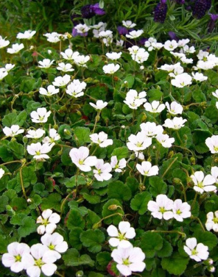 Аистник изменчивый "Bishop's White"