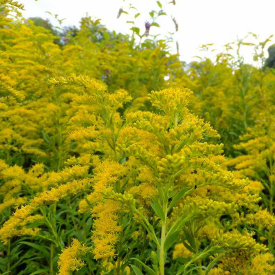Солидаго (золотарник) извилистостебельный "Variegata"